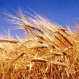 Житните продукти могат да отключат диабет - 