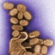 Лечението на H1N1 е със специфични препарати - 