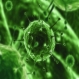 Преболедували от сезонен грип - с частичен имунитет срещу А H1N1 - 