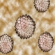 HPV-тест на промоционални цени в София и Варна - 