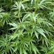 Марихуаната намалява мъжката плодовитост - 